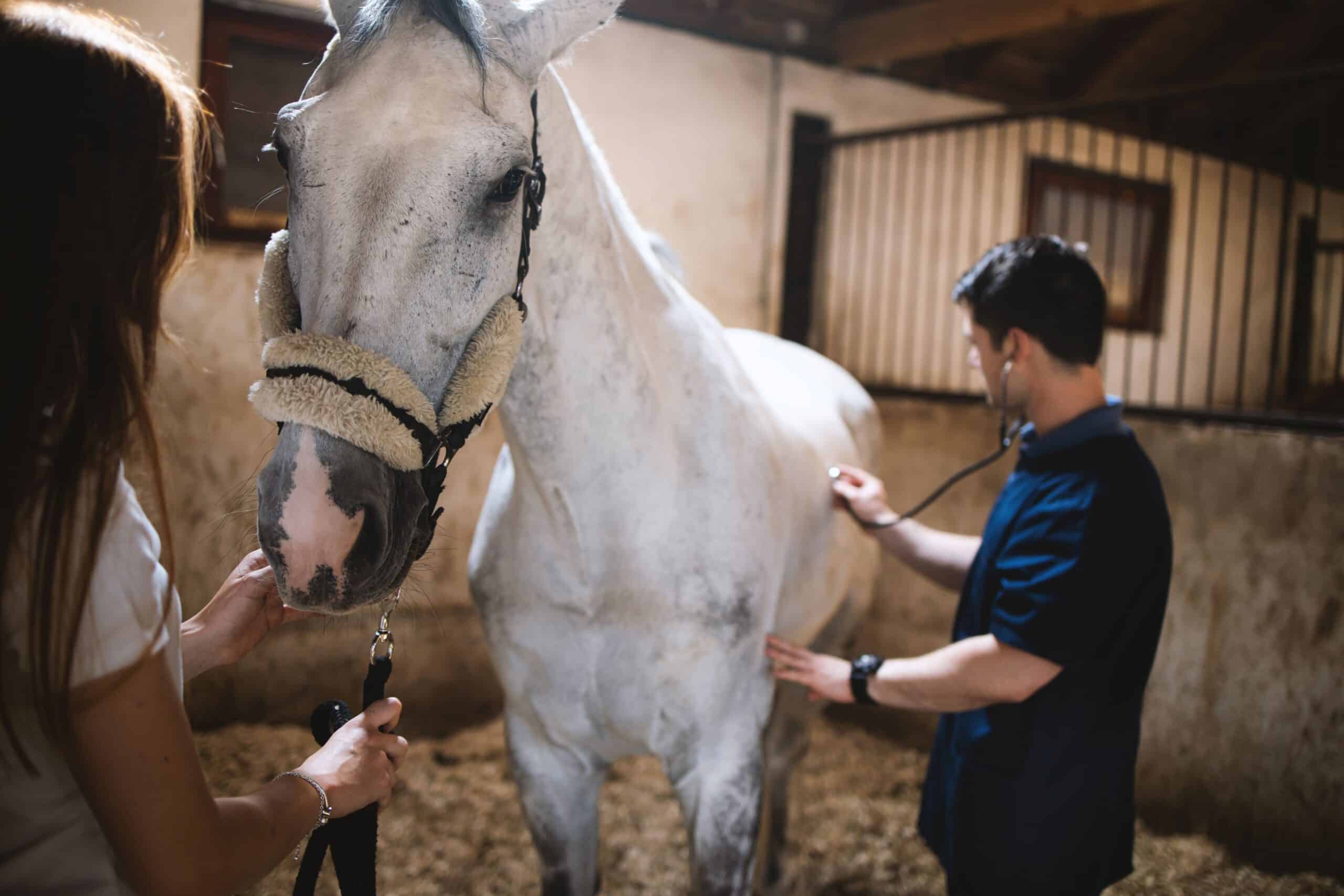 A veterinarian checks a horse
