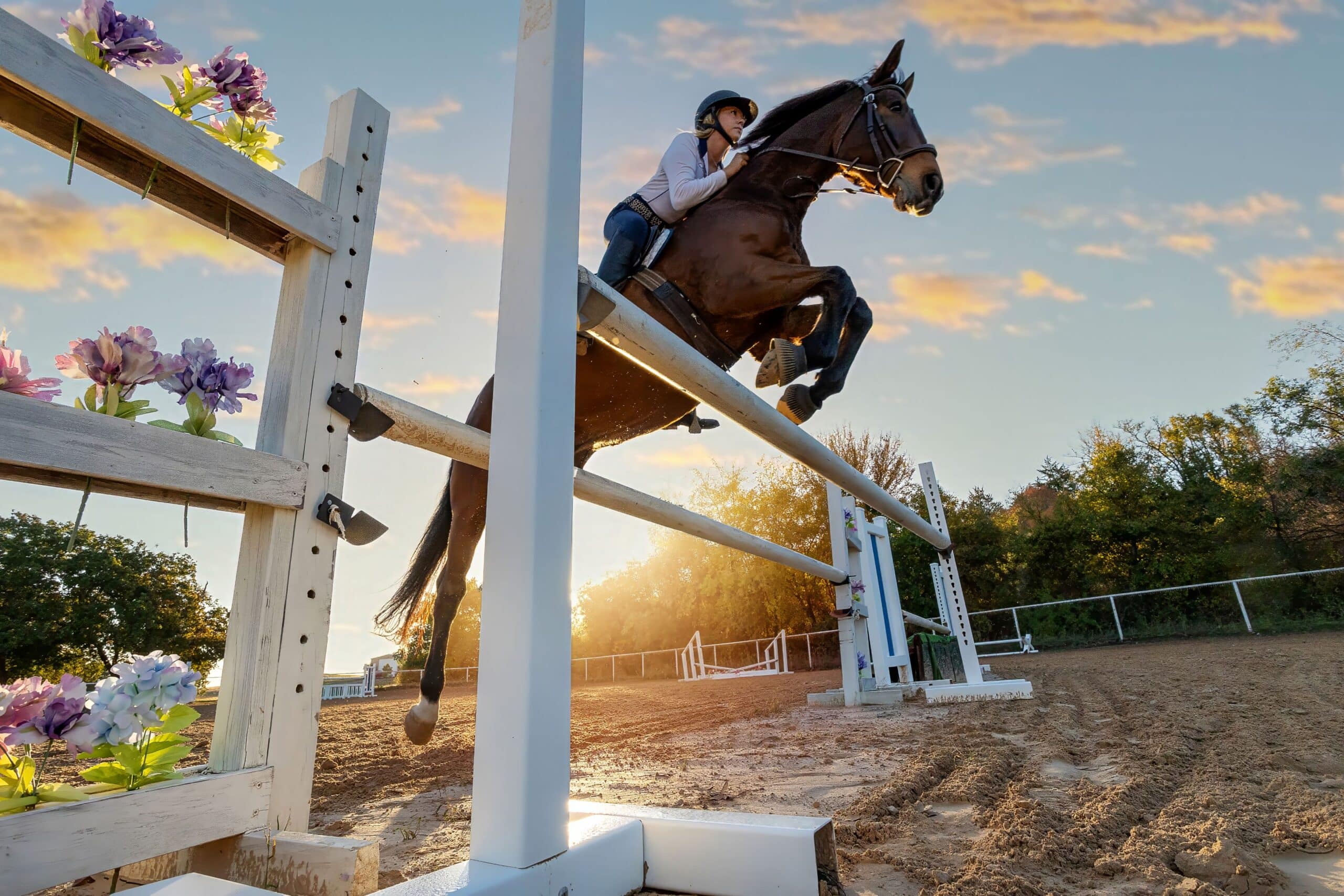 Hunter jumper horse clearing a show jump at sunset with rider in full focus