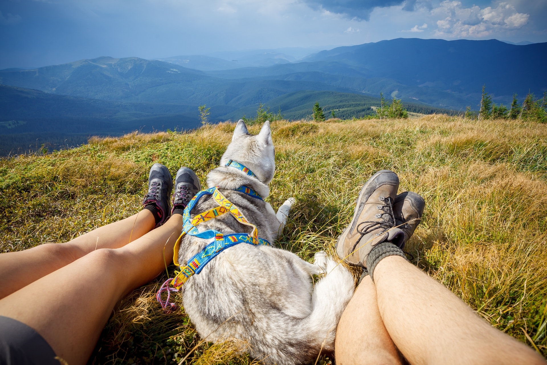 Wanderer liegen mit Hund auf Wiese und genießen Bergblick | purinarmes Hundefutter